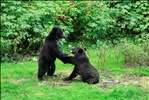 Black colored Alaskan Coastal Brown bear cubs .....2